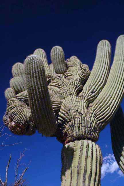 a crested Saguaro